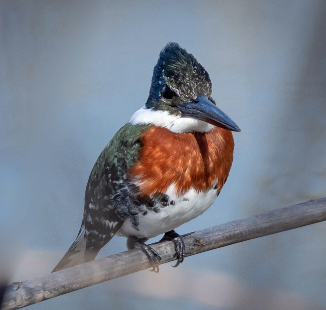 Green Kingfisher