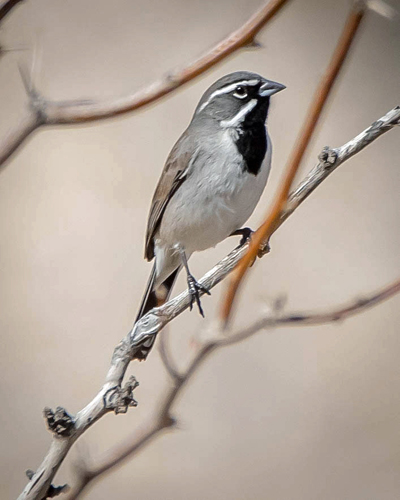 sparrow"