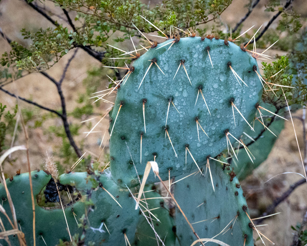 cactus