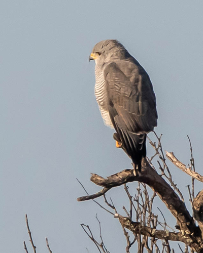 hawk