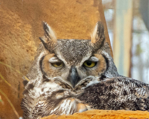 Owl"