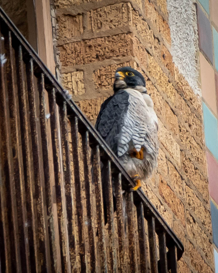 Falcon"