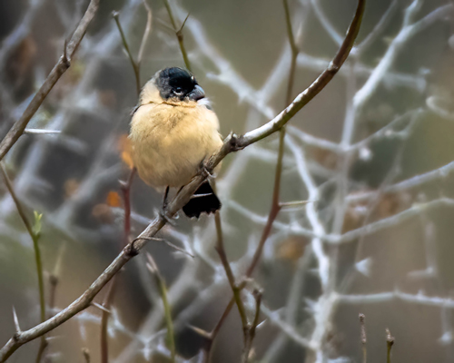 Seedeater