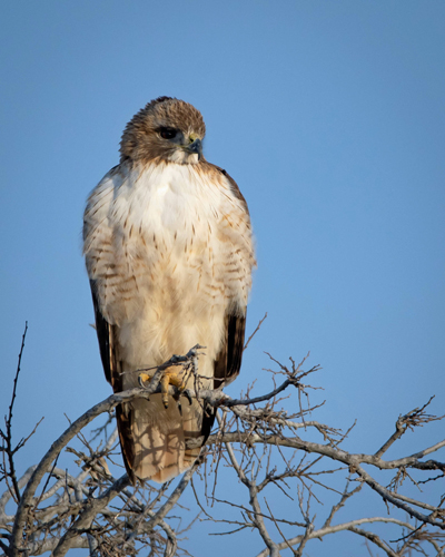 hawk"