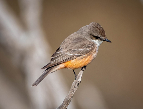 Female Vermilion
