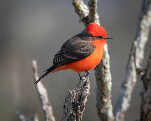 Male Vermilion