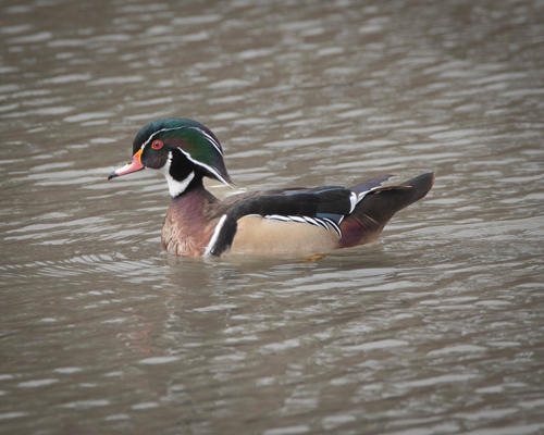 Wood Duck