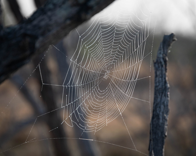 web