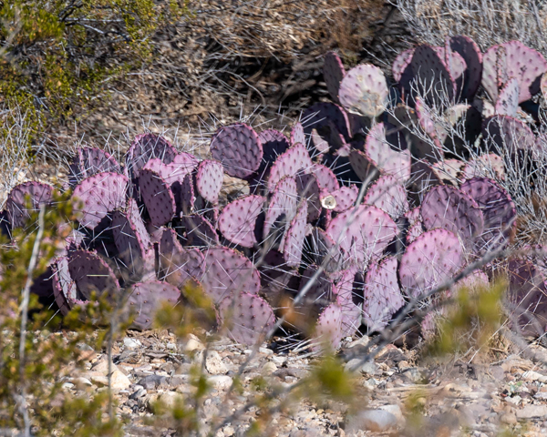 cactus"